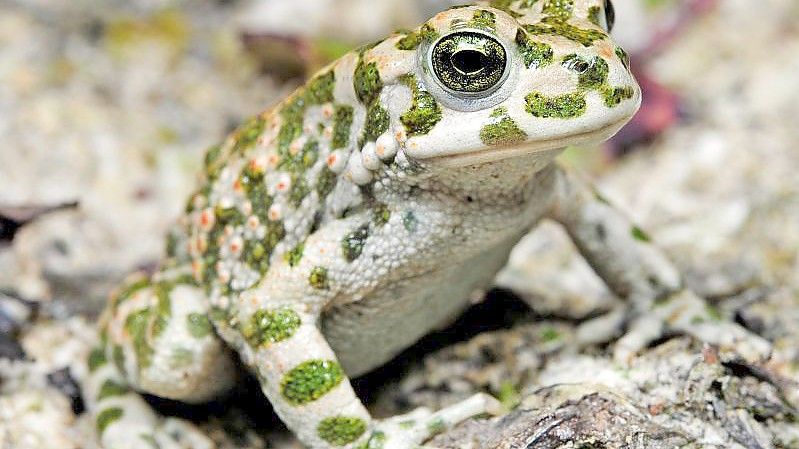 Die Wechselkröte glänzt mit rötlicher Färbung und ist nun zum Lurch des Jahres 2022 gekürt worden. Foto: Benny Trapp/DGHT/dpa