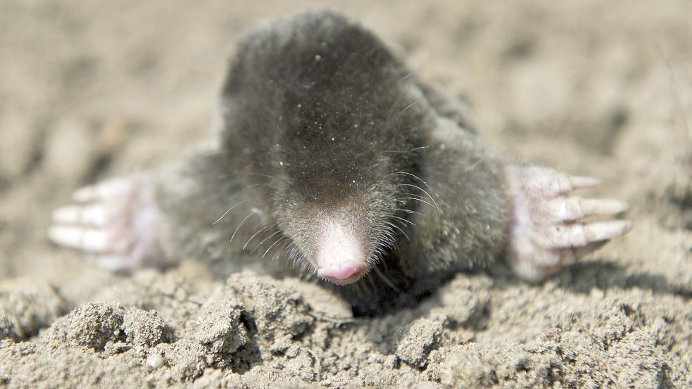 Mit seinen starken Grabkrallen wühlt sich der Maulwurf durch den Untergrund. Foto: Patrick Pleul/dpa