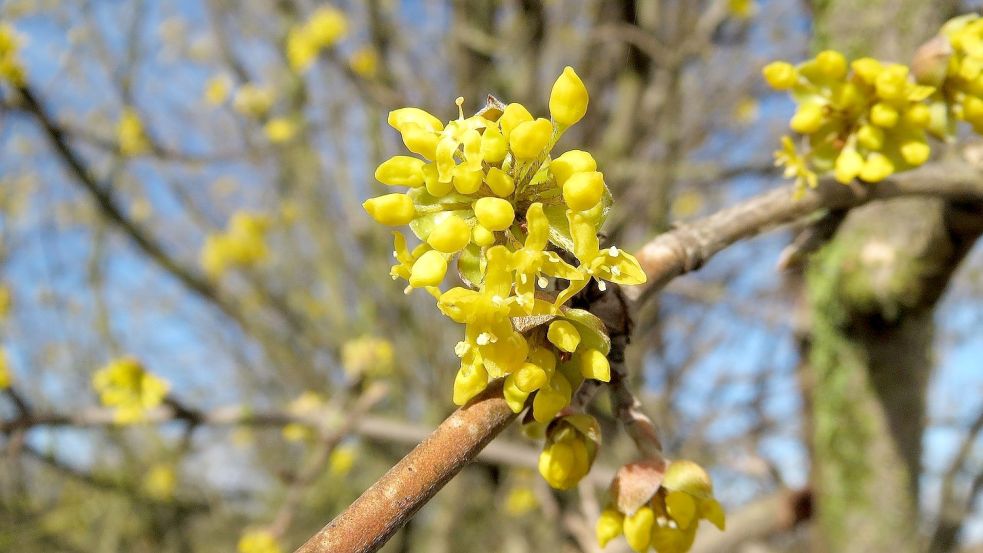 Die Zweige der Kornelkirsche treiben schöne Blüten aus. Foto: Pixabay