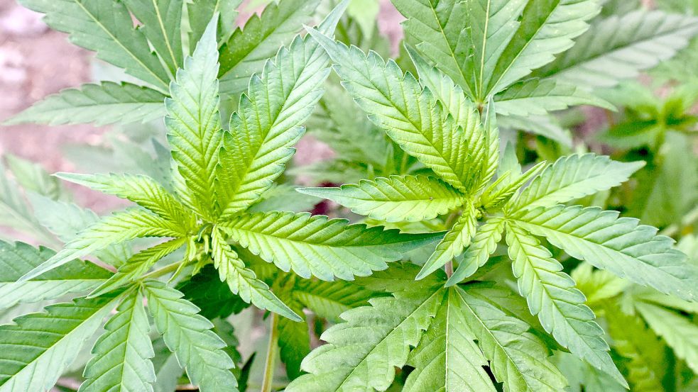 Diese sind Pflanzen einer illegalen Hanf-Plantage, die bei einer Drogenrazzia auf einem privaten Gelände in Braunsdorf in Brandenburg entdeckt worden ist. Foto: Pleul/DPA