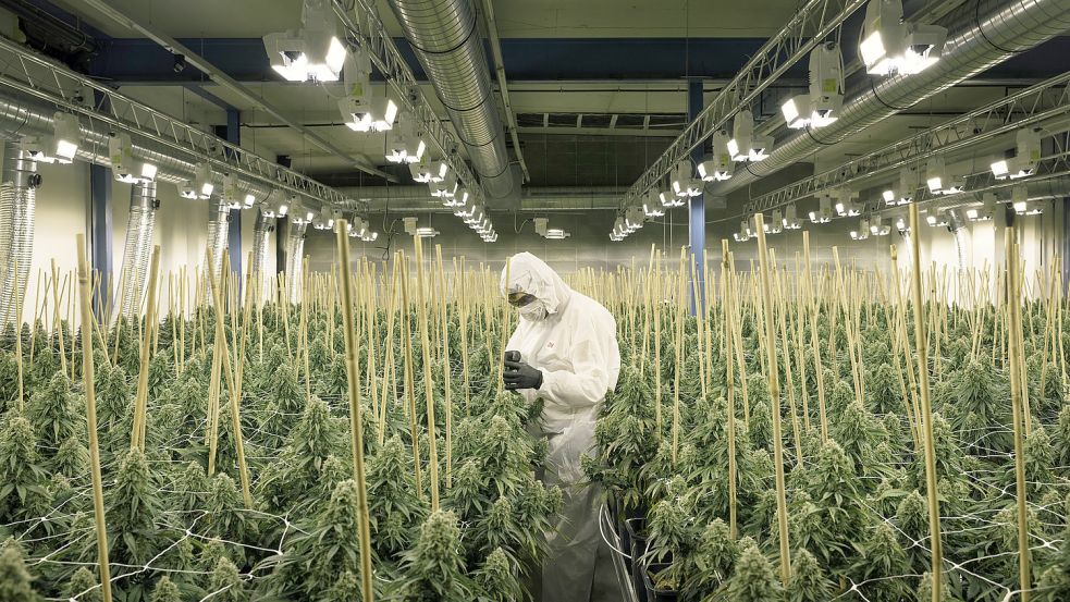 Ein Mitarbeiter der Medropharm GmbH arbeitet in einer Indoor-Anlage im schweizerischen Kradolf-Schönenberg, in der Cannabis-Pflanzen für den medizinischen Gebrauch angebaut werden. Foto: Beutler/DPA