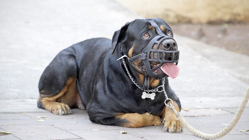 Ihre Erkundigungen beim Veterinäramt hätten ergeben, dass es sich nicht um ein gefährliches Tier mit Maulkorbzwang handle, sagte die 18-Jährige vor Gericht aus. Symbolfoto: Pixabay