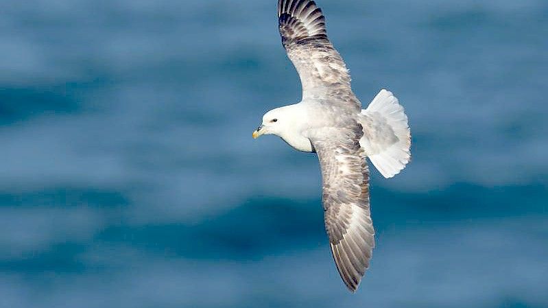 Der Eissturmvogel wurde zum „Seevogel des Jahres 2022“ gekürt. Foto: Thorsten Runge/Verein Jordsand zum Schutz der Seevögel und der Natur/dpa