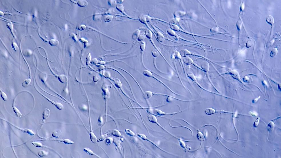 Mindert die Coronaschutz-Impfung die Spermienqualitä? Das haben Forscher in den USA untersucht. Foto: imago images/Panthermedia