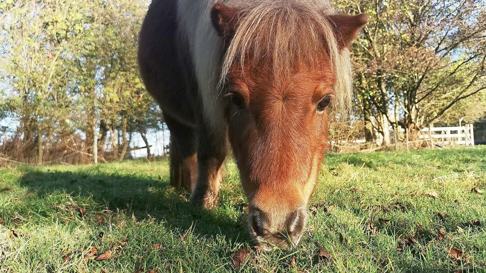 Ein Pony grast auf dem Tierschutzhof in Neuschoo. Vor zwei Jahren übernahm der Großheider Verein die Verantwortung für die Anlage. Foto: Privat