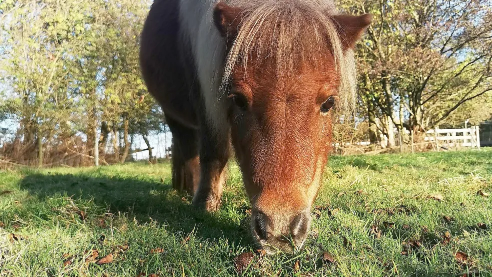 Ein Pony grast auf dem Tierschutzhof in Neuschoo. Vor zwei Jahren übernahm der Großheider Verein die Verantwortung für die Anlage. Foto: Privat