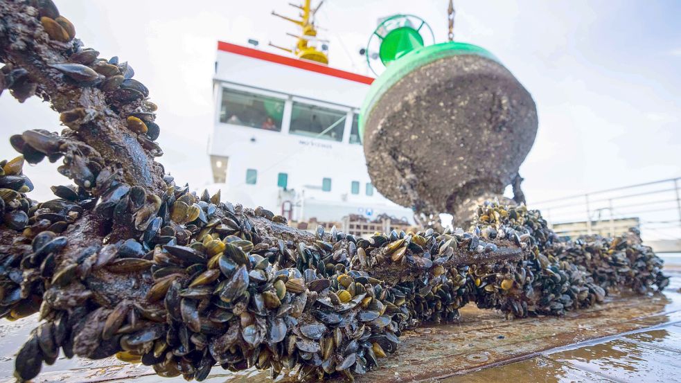 Oberflächen wie Schriffsrümpfe oder Ketten sind beliebt bei verschiedenen Organismen. Welche Anstriche dagegen helfen könnten, wird auch auf Norderney untersucht. DPA-Foto: Charisius