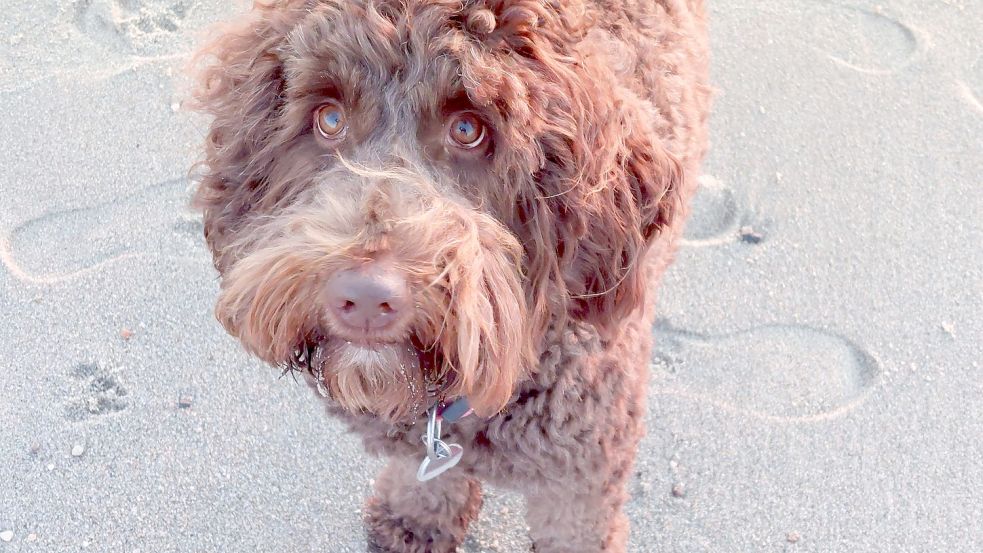 Der Labradoodle Josy aus dem Emder Stadtteil Constantia trägt seine Steuermarke noch brav am Halsband. Labradoodle ist die Bezeichnung für Hunde, die aus Kreuzungen zwischen Labrador Retriever und Großpudel entstanden. Foto: Hanssen