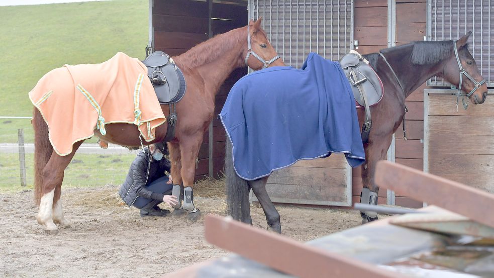 Ihre Pferde zu versorgen, ist für viele Reiter mühsam geworden. Wegen der in Reitställen aktuell geltenden 2G+-Regelung, müssen Erwachsene, die noch nicht geboostert sind, auf Reitanlagen einen negativen Coronatest vorweisen. Wer gar keine Impfung hat, steht auf dem Schlauch. Foto: Ortgies