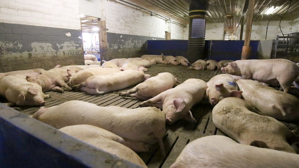 Die abgedunkelten und wärmeren Ruhebereiche werden wirklich nur zum Schlafen genutzt. Wer toben will, geht raus. Foto: Böning