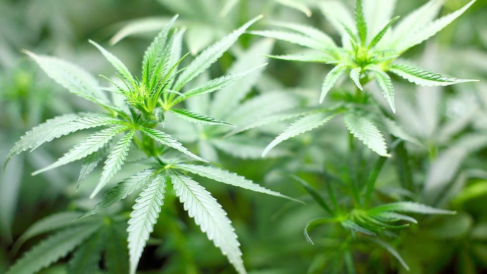 Die Emderin soll mit Marihuana gehandelt haben. Foto: Pixabay