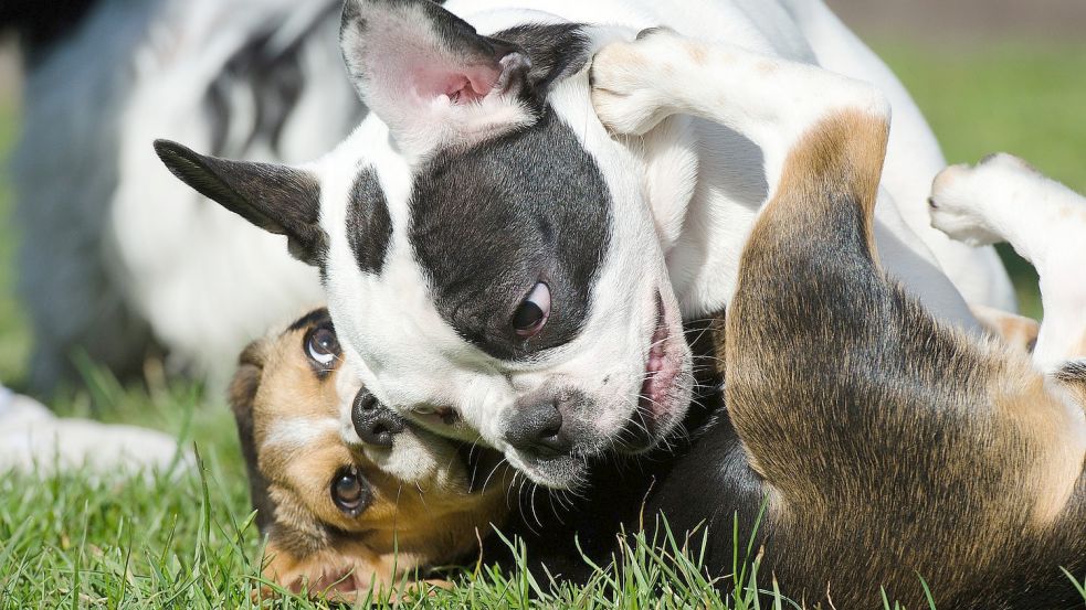 Auf einer Hundewiese sollen die Vierbeiner frei toben können. Symbolfoto: Pixabay