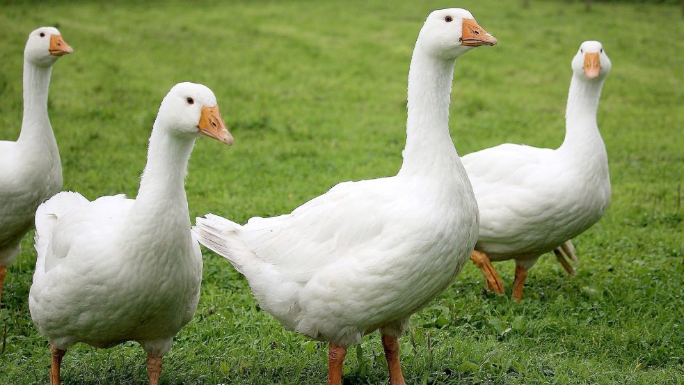 Gänse und anderes Geflügel dürfen sich im Bereich des sogenannten Beobachtungsgebiets nach Auftreten eines Geflügelpestfalls Mitte November in einem Betrieb in Ihlow im Umkreis von zehn Kilometern immer noch nicht im Freien aufhalten. Foto: Pixabay