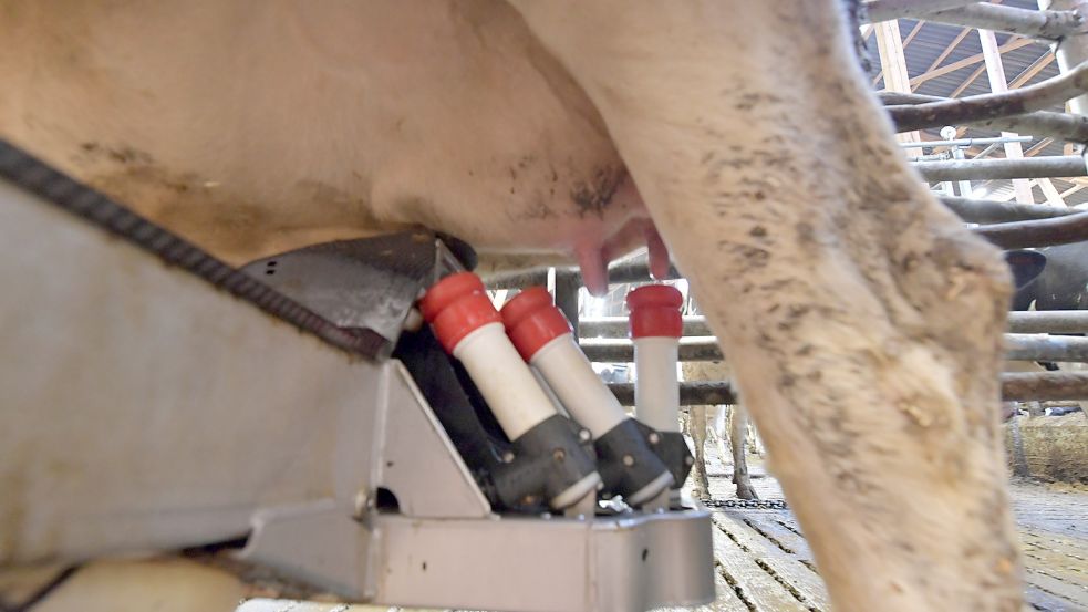 Der Roboter der Marke Lely Astronaut findet die Zitzen der Kuh selbstständig. Foto: Ortgies
