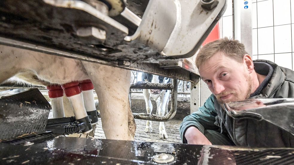 Zum Melken kommen die Kühe von selbst. Johan Stoker schätzt die Vorteile des Roboters, der kleinste Veränderungen registriert. Foto: Ortgies