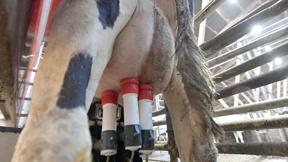 Der Roboter registriert Änderungen am Euter und in der Milch. Alle Messergebnisse sind am Computer für jedes einzelne Tier einsehbar. Foto: Ortgies