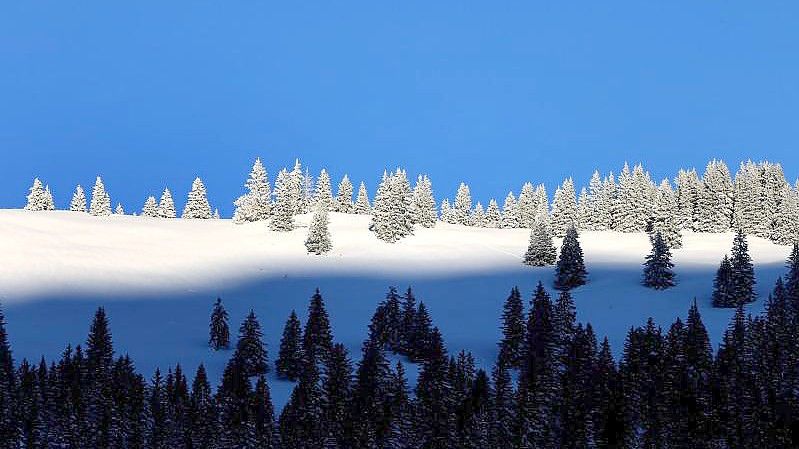 Mit Frost überzogene Bäume auf einem Höhenzug im Oberallgäu. Foto: Karl-Josef Hildenbrand/dpa