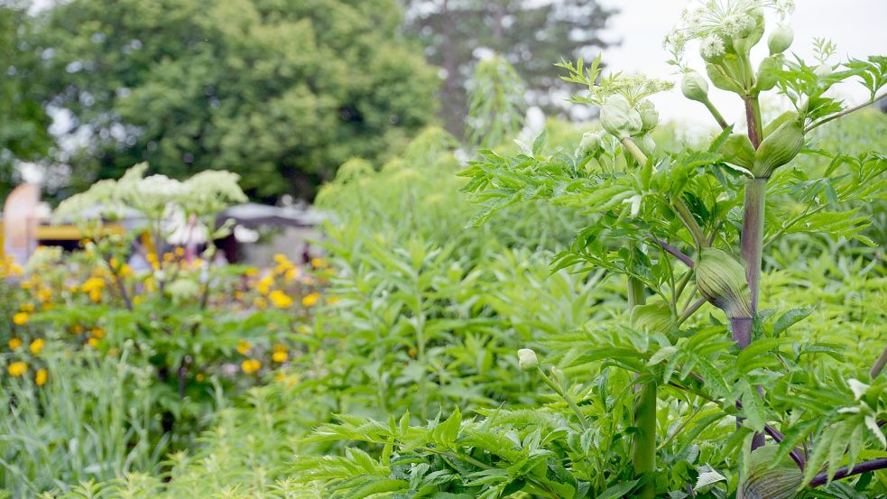 Die große Staudenrabatte bei der Bundesgartenschau in Erfurt bot je nach Jahreszeit ein neues Bild. Foto: Lüppen