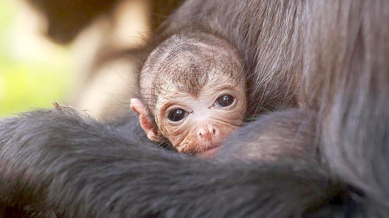 Klammeraffenbaby Cranberry schaut in die Welt hinaus. Foto: Joe Pepler/Chessington World Of /PA Media/dpa