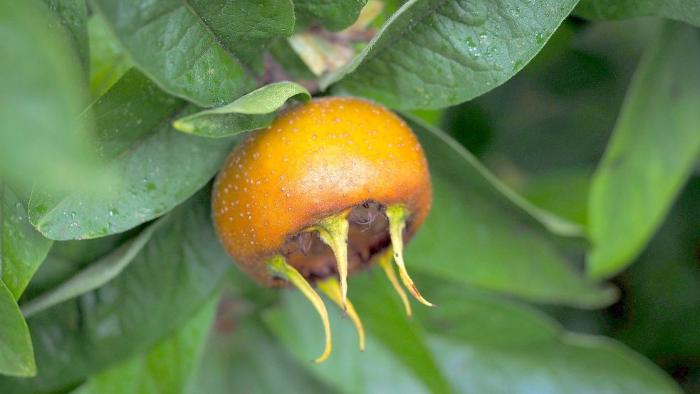 Frucht der Mispel in frühem Stadium.