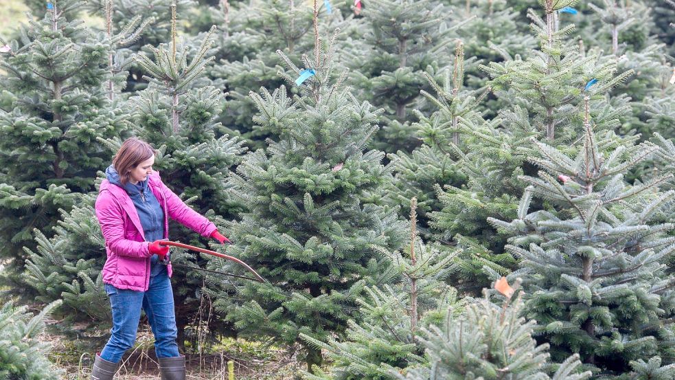 Selber einen Baum aussuchen und die Säge ansetzen: Im vergangenen Jahr war dies mangels Abwechslung offenbar eine willkommene Alternative. Foto: DPA