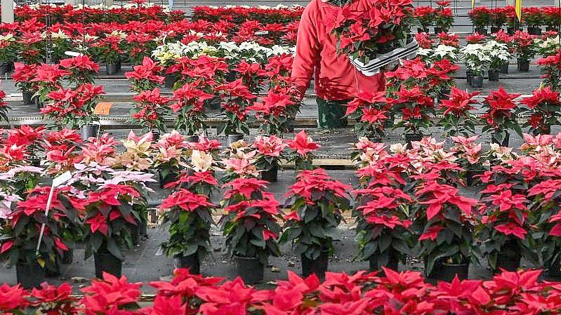 Ein Gärtner sucht Weihnachtssterne in einem Gewächshaus der Gärtnerei Flora-Land Arnold für den Verkauf heraus. Foto: Jens Kalaene/dpa-Zentralbild/dpa