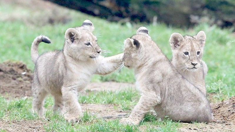 Die rund zwei Monate alten Löwenbabys Jamila, Kumani und Malaika tollen zum ersten Mal im Außengehege des Zoos herum. Foto: Roland Weihrauch/dpa