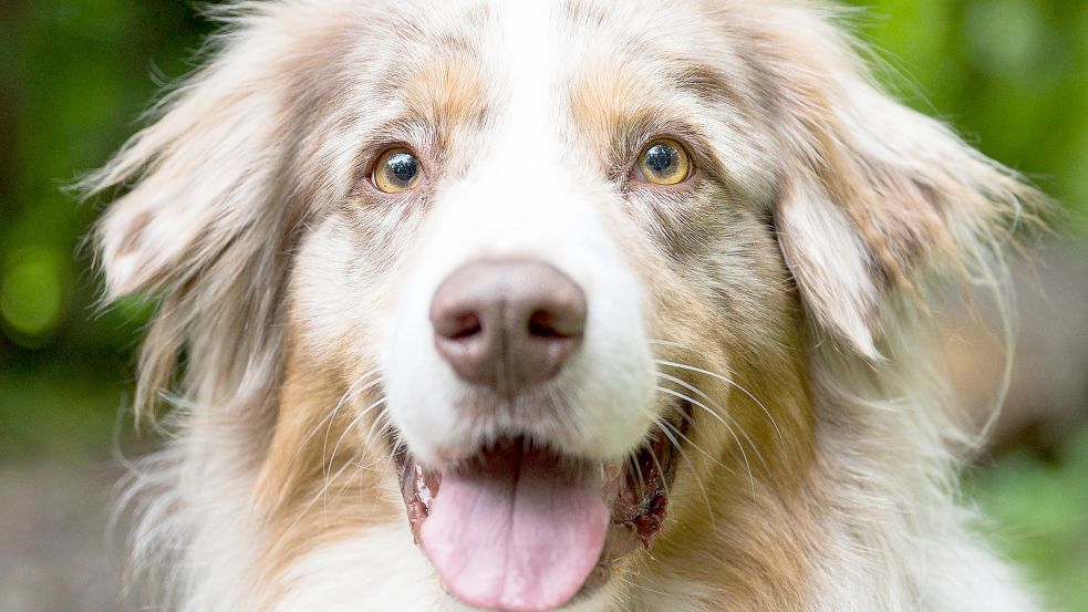 65 Euro Hundesteuer pro Jahr müssen Halter in Großefehn demnächst zahlen. Foto: Dietze/dpa