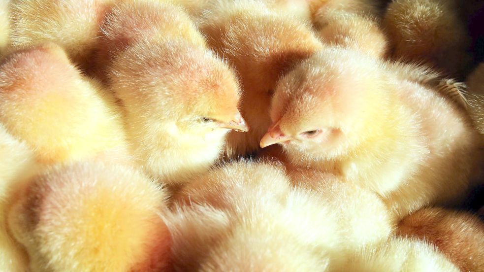 Das Töten männlicher Küken ist ab dem 1. Januar verboten. Brüterei-Chef Markus Brormann berichtet im Interview, warum das sein Geschäft mit Geflügel so gut wie unmöglich macht. Foto: Bernd Wüstneck/dpa