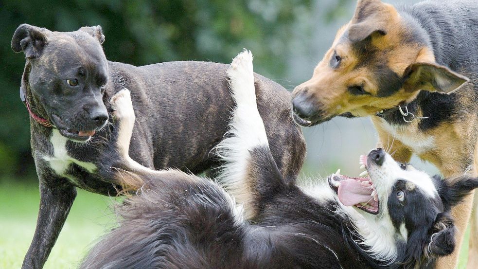 Drei Hunde toben in einem Park: In Emden sollen sich Hunde auf einer Fläche des Zwingers zum Spielen frei bewegen können. Foto: Pixabay