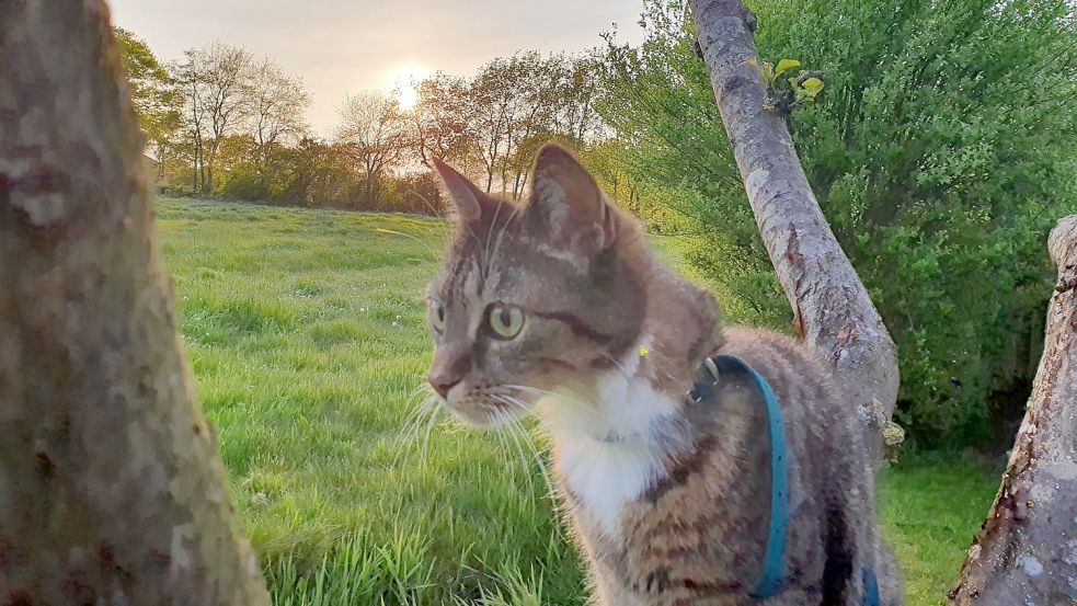 Herrenlose und verwilderte Katzen können auch eine Gefahr für Hauskatzen darstellen, die nur ab und zu mal rausgehen, weil sie Krankheiten übertragen können. Durch Kastrationsaktionen soll die Population der Streuner eingedämmt werden. Foto: Gettkowski