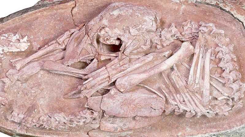 Ein Foto des Oviraptorosaurier-Embryos „Baby Yingliang“. Foto: Xing et al./iScience/dpa