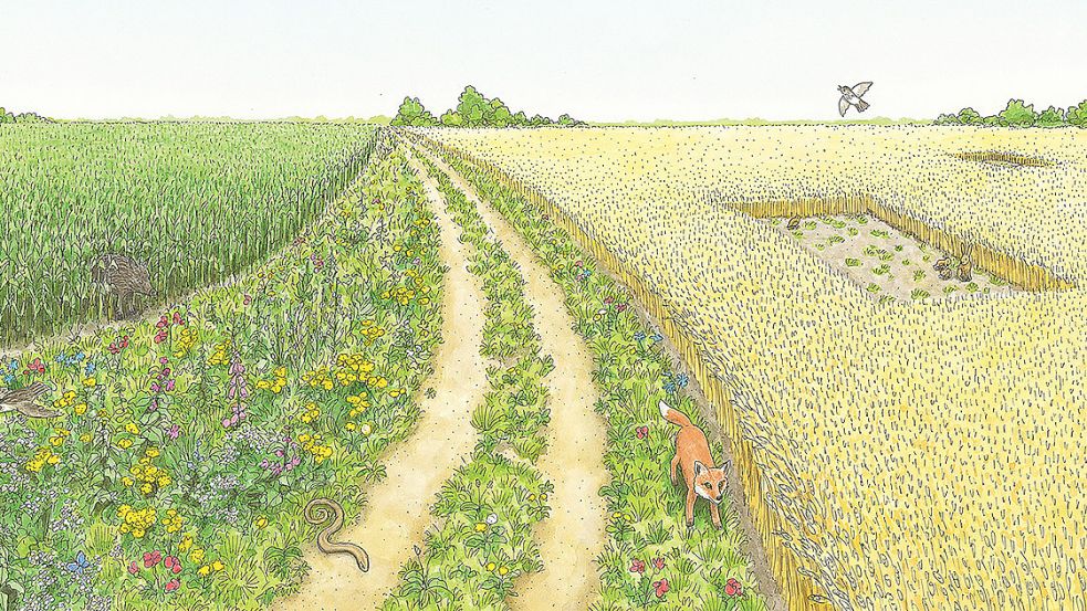 Dies ist ein Bild aus dem Buch, auf dem man sieht, wie an Feldrändern wilde Blumen wachsen. Foto: Isensee-Verlag