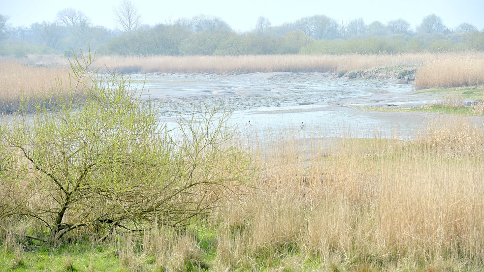 Entlang der Ems sollen große Flächen für die Schaffung von ästuartypischen Lebensräumen genutzt werden. Foto: Ortgies/Archiv