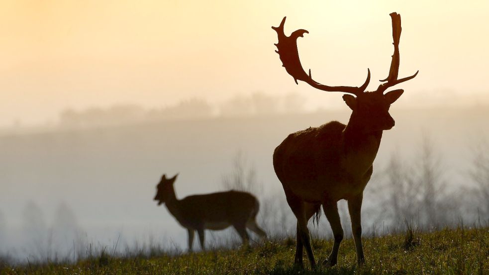 Damwild im Gegenlicht: Auch diese Wildart steht auf dem Speiseplan des Wolfes. Foto: Slavek Ruta/dpa