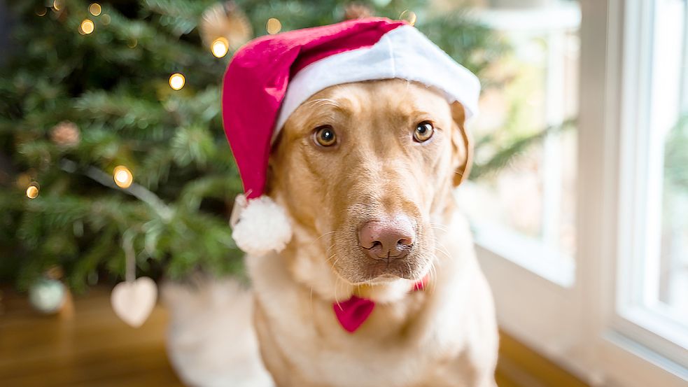 Oft bekommen Haustiere Geschenke zu Weihnachten. Foto: Ziewitz/dpa