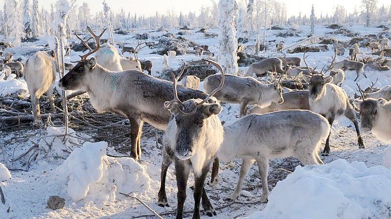 Viele in Lappland beheimatete Rentiere ziehen auf der Suche nach Nahrung immer häufiger weite Strecken in den Süden. Foto: Britta Pedersen/dpa-Zentralbild/dpa/Archivbild