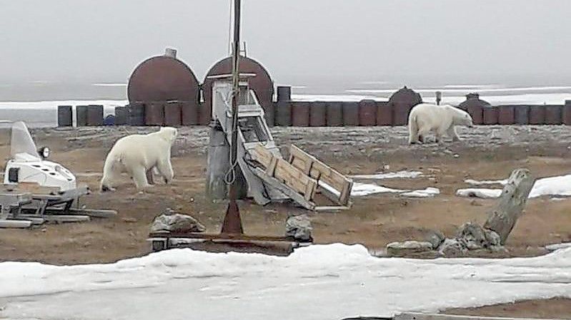 Das vom WWF zur Verfügung gestellte Handout zeigt zwei umherstreunende Eisbären 2019 in Norden Russlands. Foto: -/WWF/dpa/Archivbild