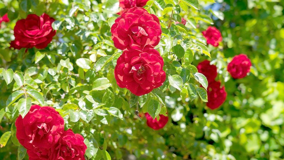 Ob ihre Rose wieder blühen wird, weiß unsere Kolumnistin noch nicht sicher. Symbolfoto: Pixabay.com