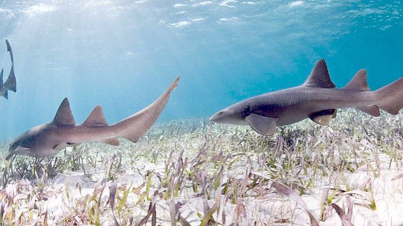 Überfischung, Lebensraumverlust und Klimawandel - dieses Trio ist für den schlechten Zustand vieler Haiarten verantwortlich. Foto: Antonio Busiello/WWF-US/dpa