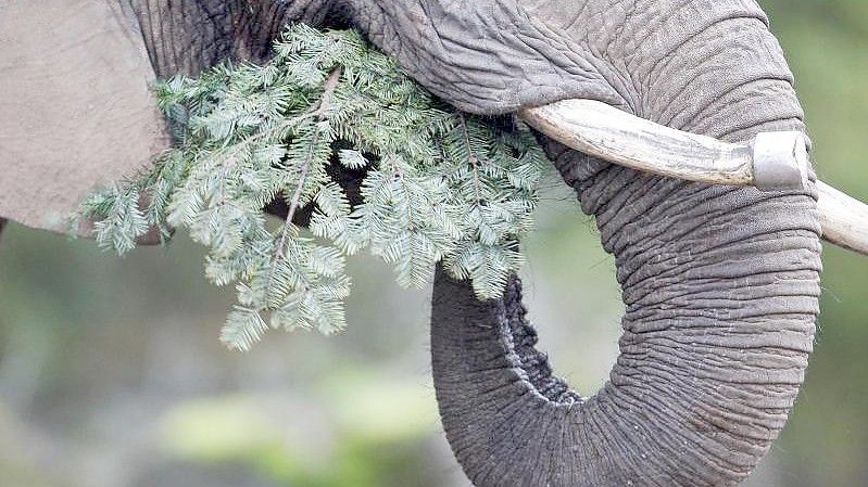 Die afrikanische Elefantendame Daisy verspeist einen Tannenbaum. Foto: Roland Weihrauch/dpa