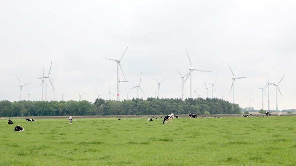 Zwei typische Bilder für Ostfriesland: ein Windpark und Kühe auf der Weide. Foto: Oltmanns