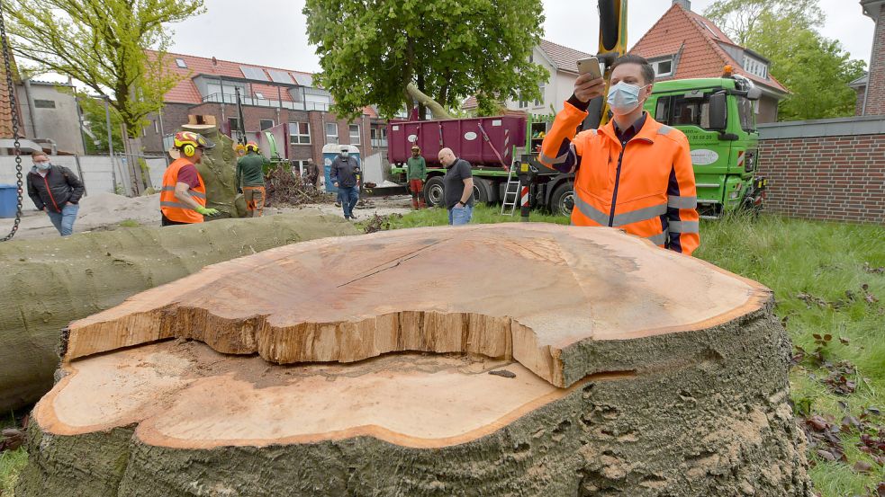 Von der Auricher Blutbuche bleibt nur ein Stumpf übrig. Der Baum war vom Brandkrustenpilz befallen.