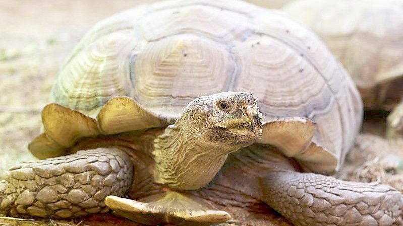 Die Schildkröte „Helmuth“ kann wieder ohne Rollbrett durch das Schildkrötenhaus im Gelsenkirchener Zoo laufen. Foto: Oliver Berg/dpa