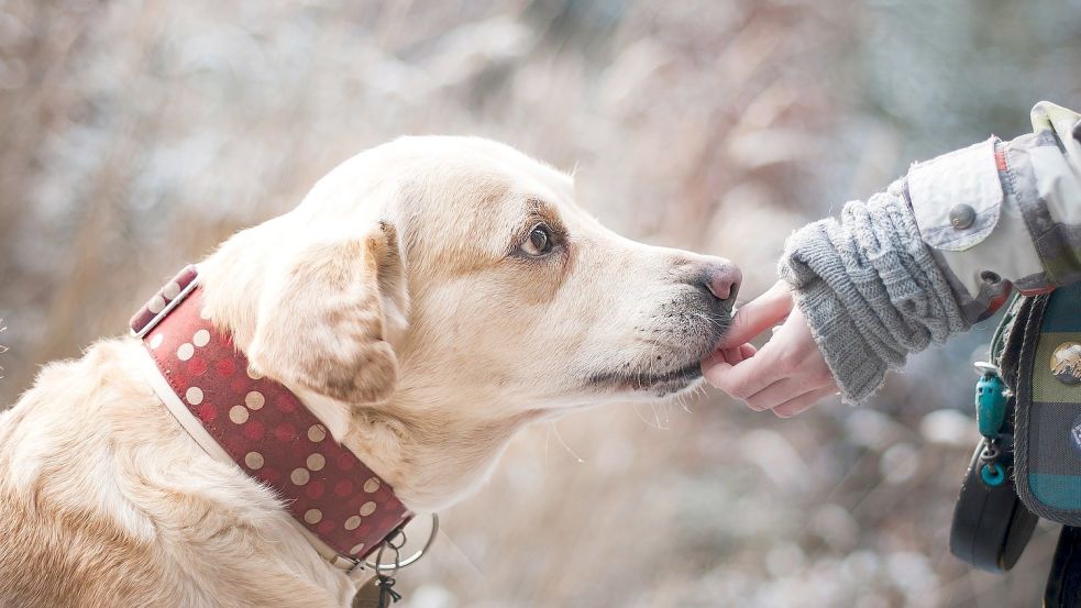 Ein Hund freut sich über ein Leckerli. Im Holthuser Wald wurden welche verstreut. Diese machen den Hundehaltern Sorgen. Symbolfoto: Pixabay