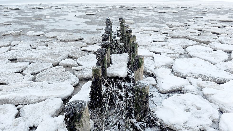 Wer den Winter im Watt überleben will, braucht eine gute Strategie. Manche tierischen Bewohner profitieren auch von der Kälte. Foto: picture alliance / dpa