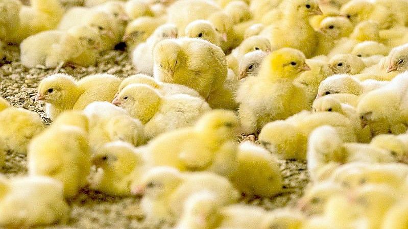 Wenige Tage alte Küken in einem Hähnchenmastbetrieb. Foto: Jens Büttner/zb/dpa