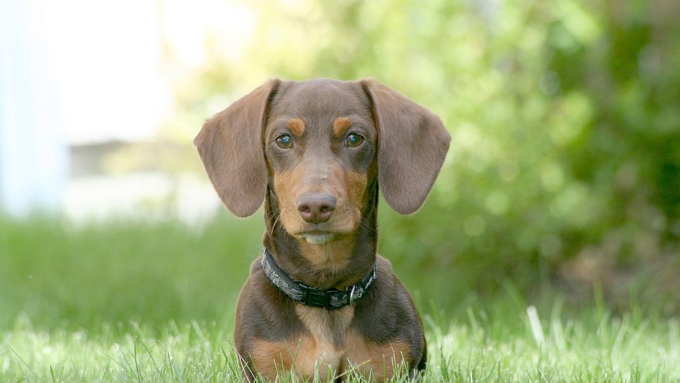 Hunde dürfen auf Borkum nur mit wenigen Ausnahmen ohne Leine laufen. Symbolfoto: Pixabay