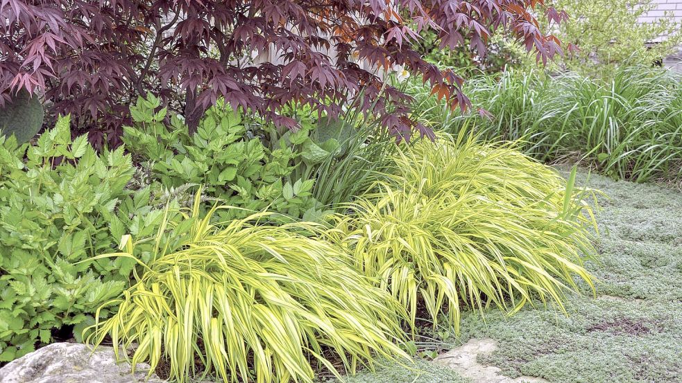 Die Horste des Japanischen Berggrases sind eine gute Ergänzung zu Blattstauden. Foto: Joanne Dale/stock.adobe.com