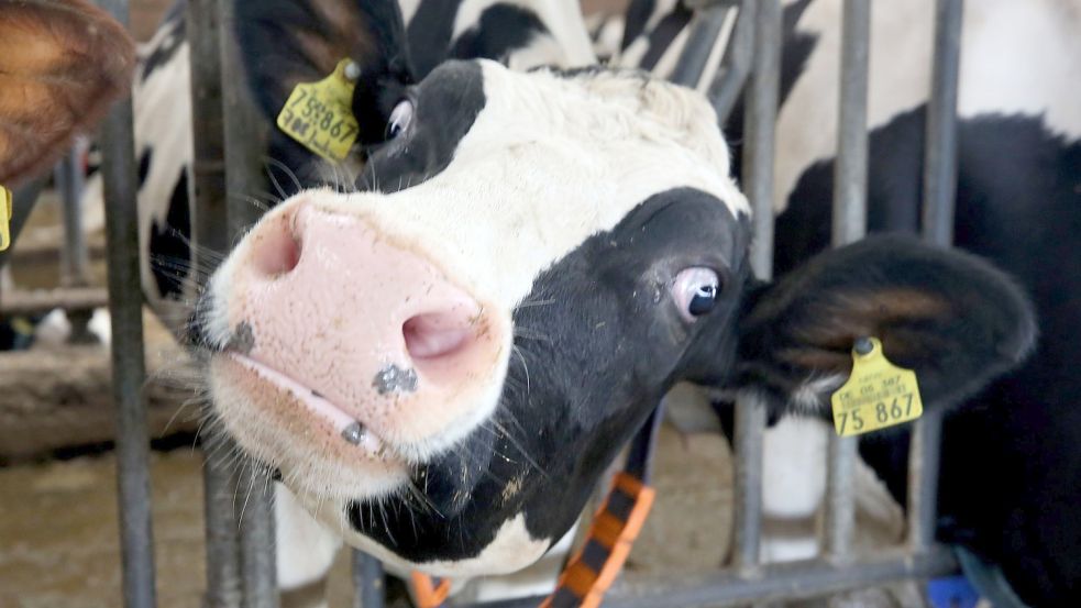 Diese Kuh kann sich frei im Stall bewegen. Ihre Milch dürfte weiter bei Edeka, Netto und Aldi verkauft werden. Foto: Roland Weihrauch/dpa